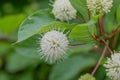 Common buttonbush Cephalanthus occidentalis, white flowers